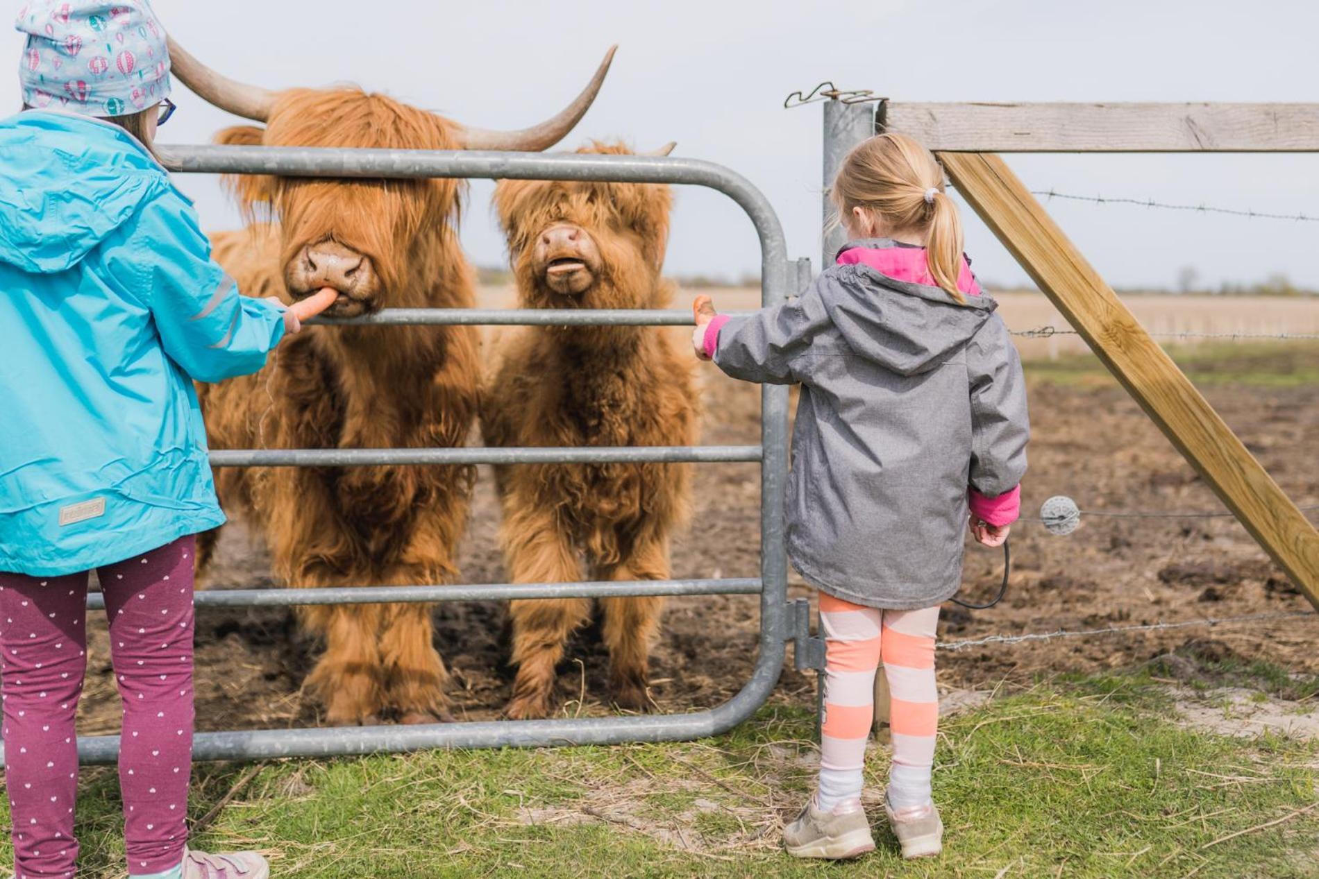Buedlfarm - Der Familien-Erlebnishof In Strandnaehe Fehmarn Buitenkant foto